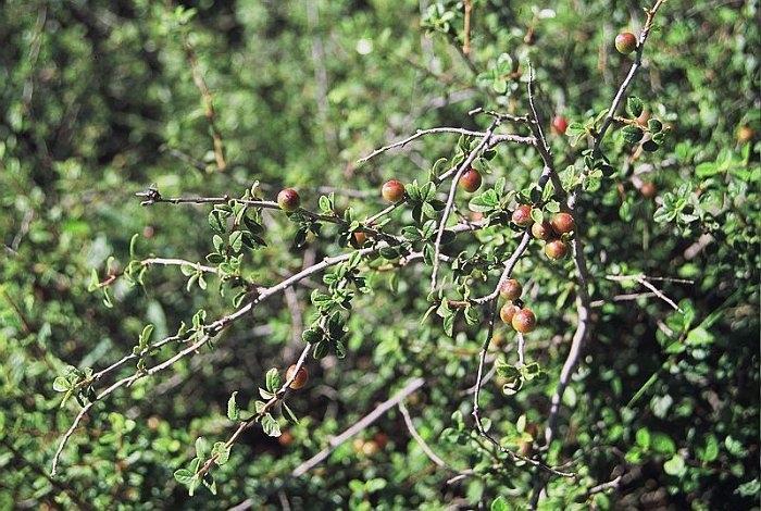 Prunus prostrata (2)